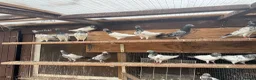 Pigeons birds for sale: Pakistani high flyers for sale  - Advert 7