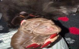 Chow Chow dogs for sale: Kc registered Pure chocolate chow chow puppies - Image 4