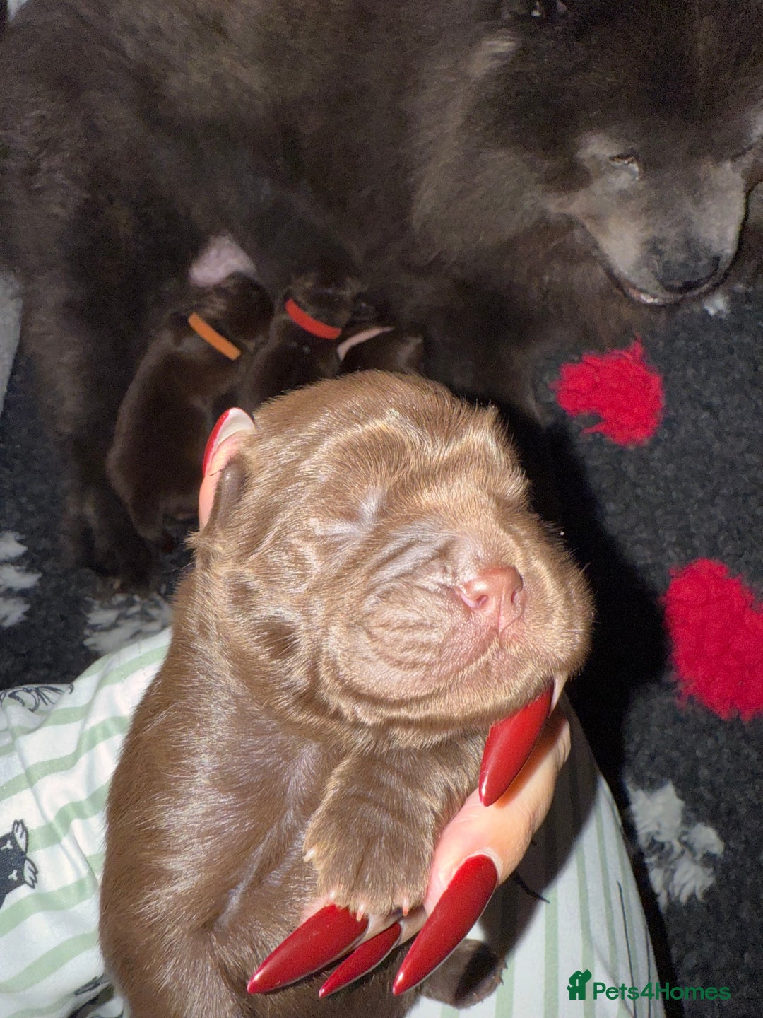 Chow Chow dogs for sale: Kc registered Pure chocolate chow chow puppies - Image 4