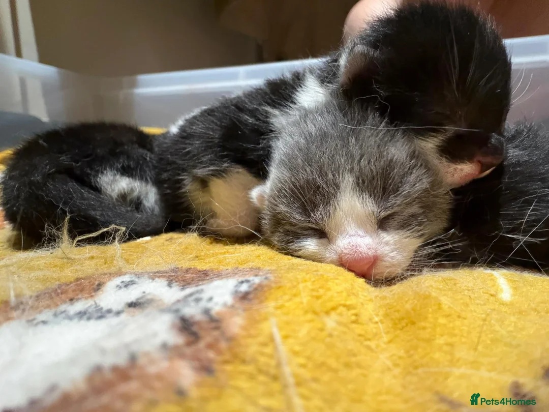 Mixed Breed cats for sale: Two kittens left  - Advert 9