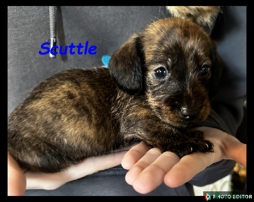 Dachshund dogs for sale: Beautiful Dachshunds ❤️❤️ - Advert 17