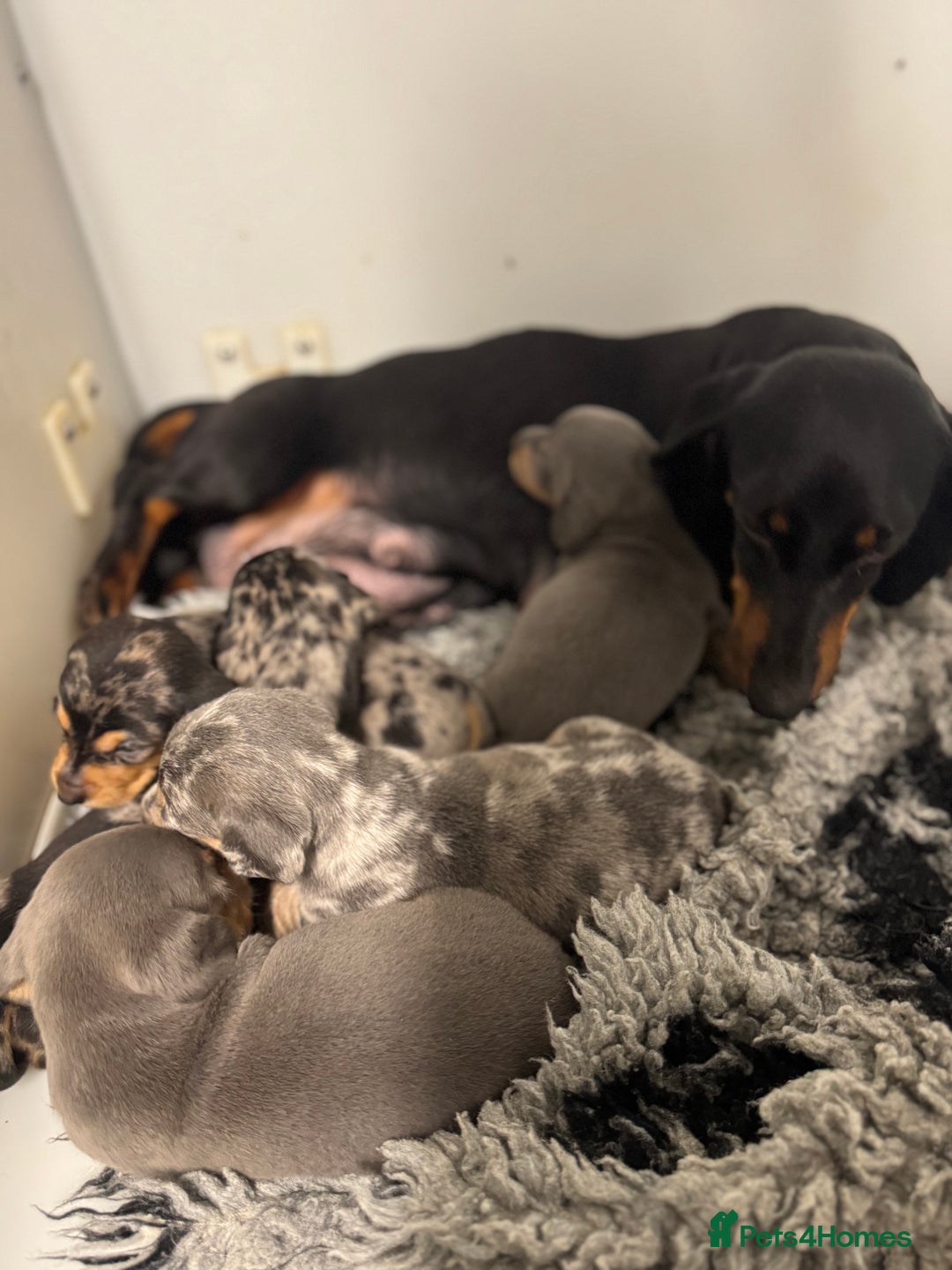 Miniature Dachshund dogs for sale: 5⭐️ Licensed breeder. Kc reg Pra clear - Image 12