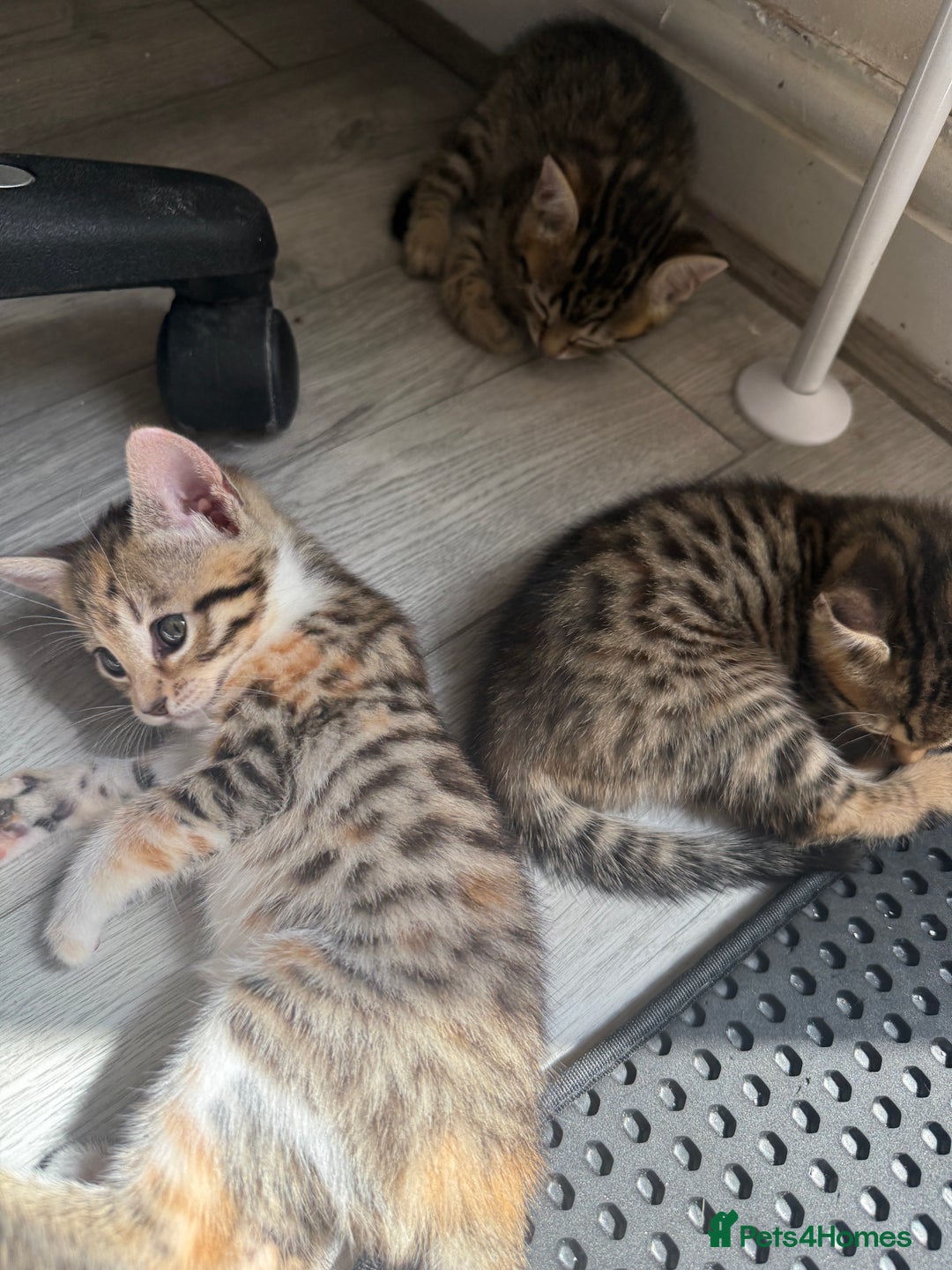 Mixed Breed cats for sale: Cutest Bengal X Kittens nearly ready to go!! - Image 9
