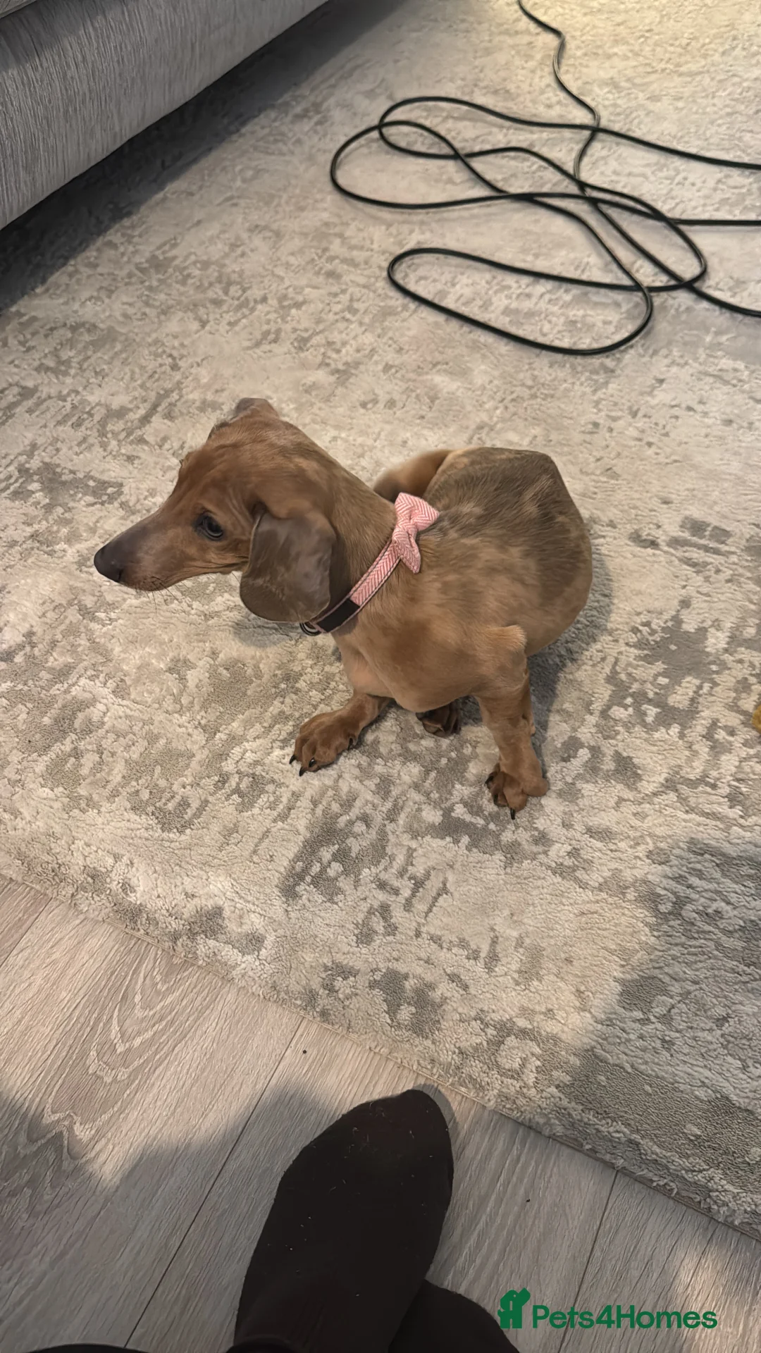 Dachshund dogs for sale: Dapple dachshund puppy 6months in Lincoln - Advert 2