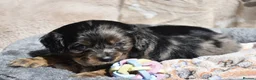 Cavalier King Charles Spaniel dogs for sale: Health Tested Parents-beautiful puppies - Advert 16