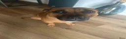 Staffordshire Bull Terrier dogs for stud: Stud my dog  in Lincoln - Advert 5