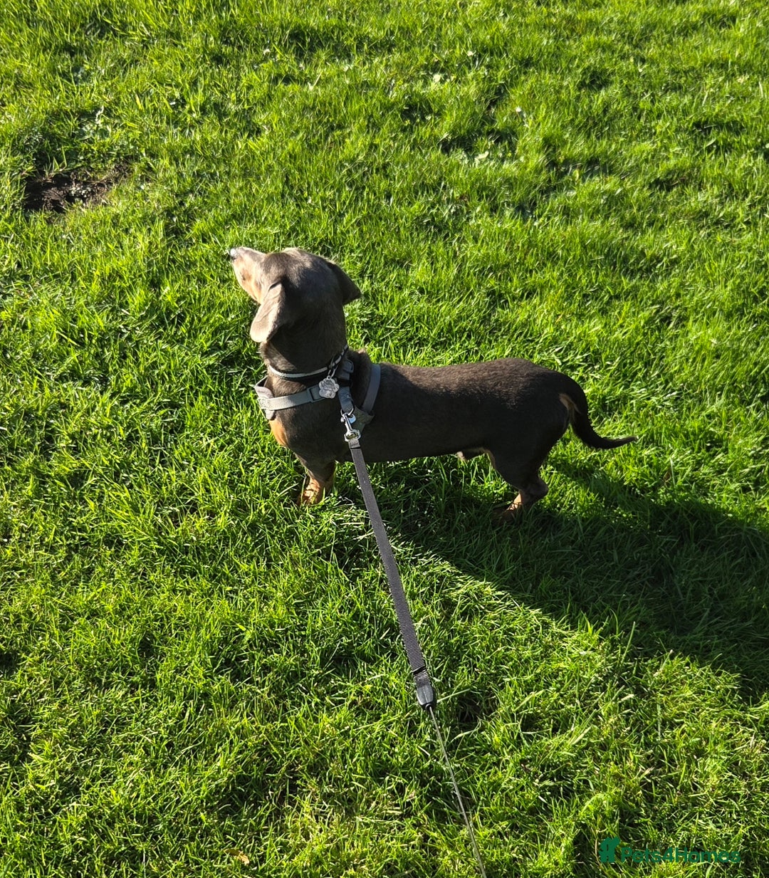 Dachshund dogs for sale: 1 year old Dachshund looking for new home  - Advert 2