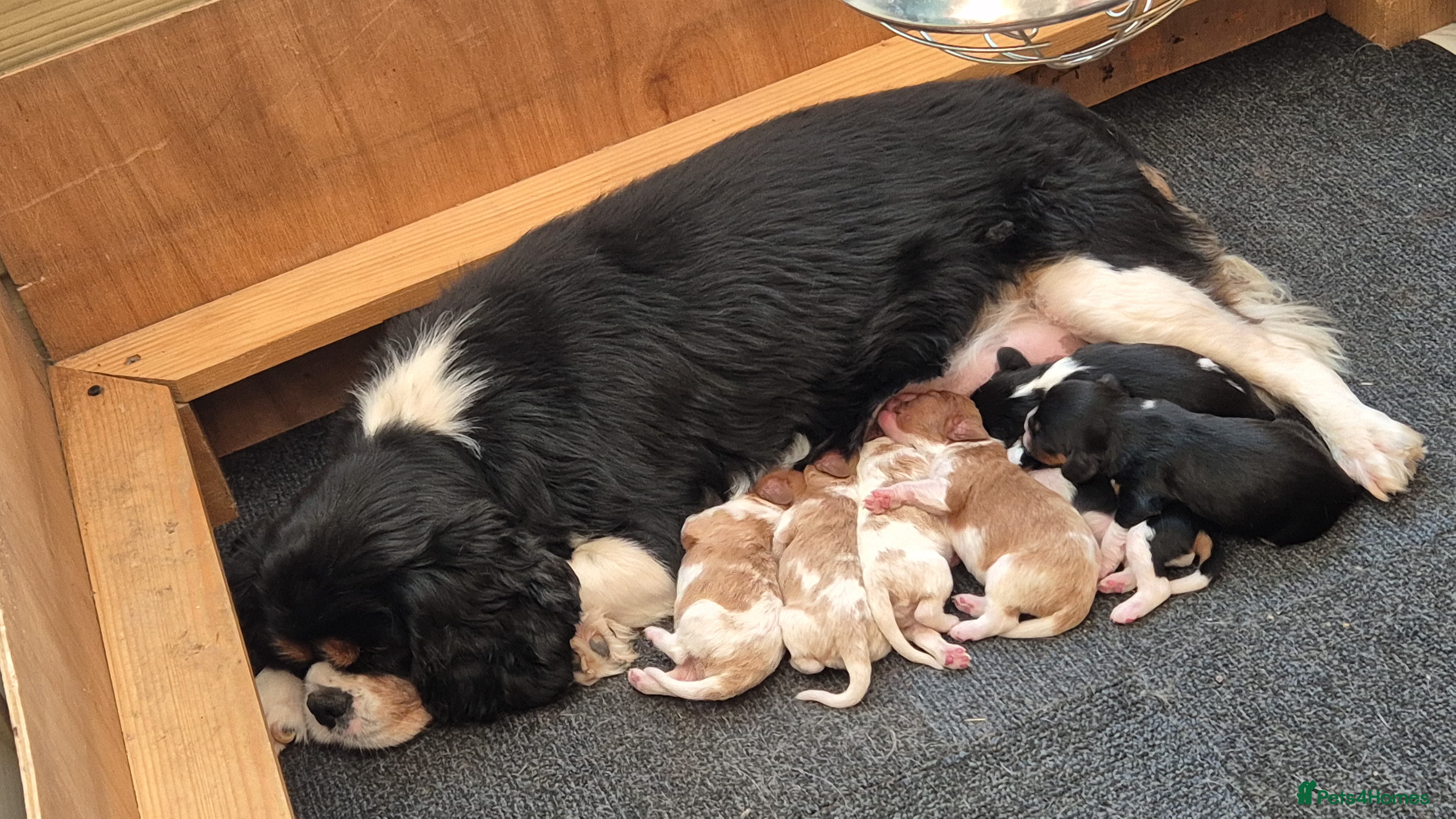 Cavalier King Charles Spaniel dogs Cavalier king charles puppies  - Advert 9