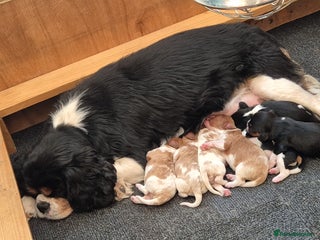 Cavalier King Charles Spaniel dogs Cavalier king charles puppies - Advert 16