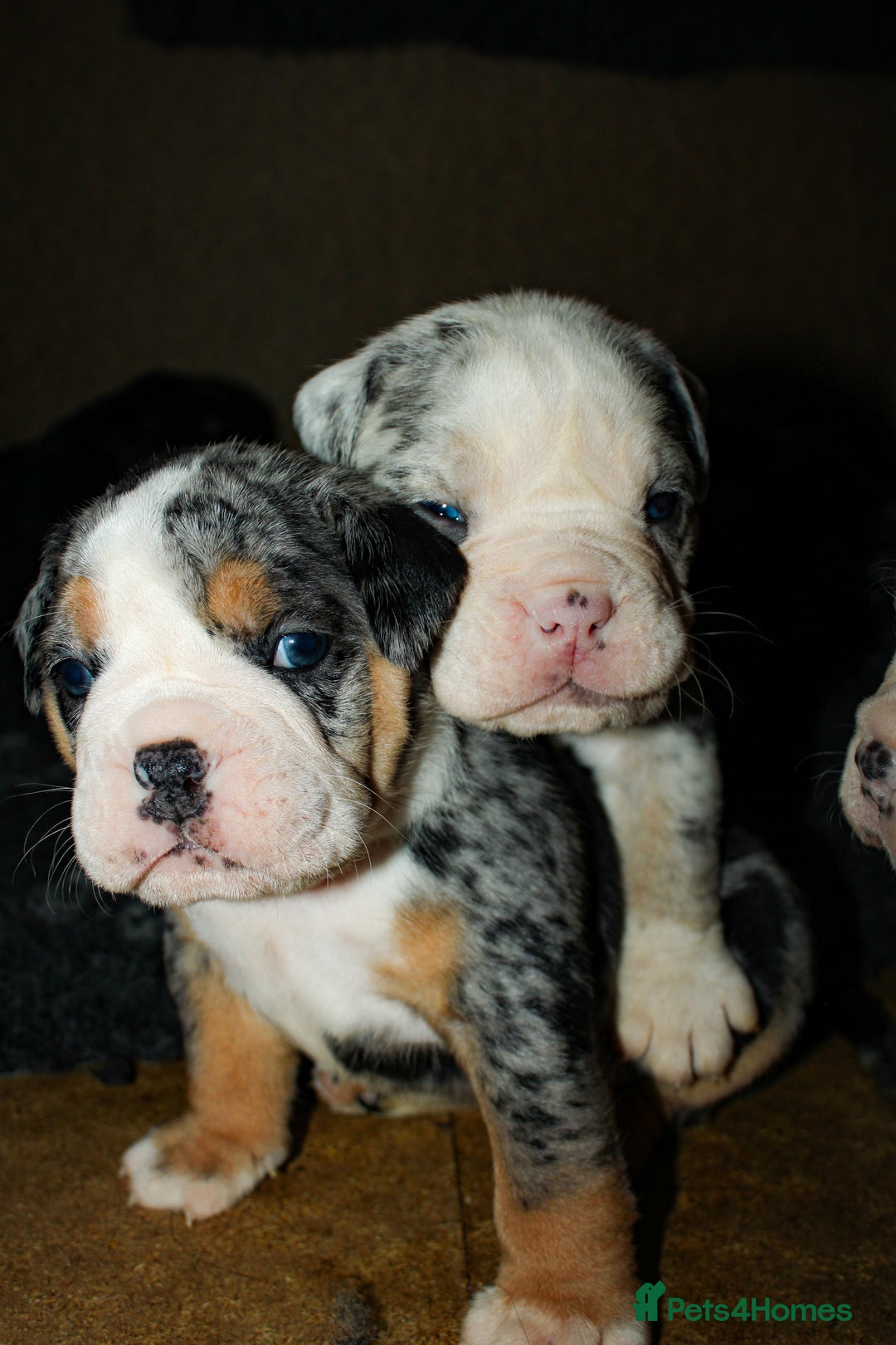 Olde English Bulldogge dogs for sale: Olde English Bulldog puppies - Image 18