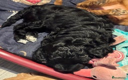 Mixed Breed dogs for sale: home grown golden doodle / cockerpoo  - Image 2