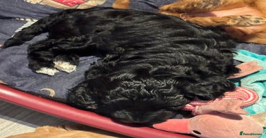 Mixed Breed dogs - Advert 3