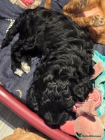 Mixed Breed dogs - Advert 2