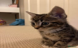 Mixed Breed cats for sale: COMES WITH ESSENTIALS .male kitten 4 months  - Image 5