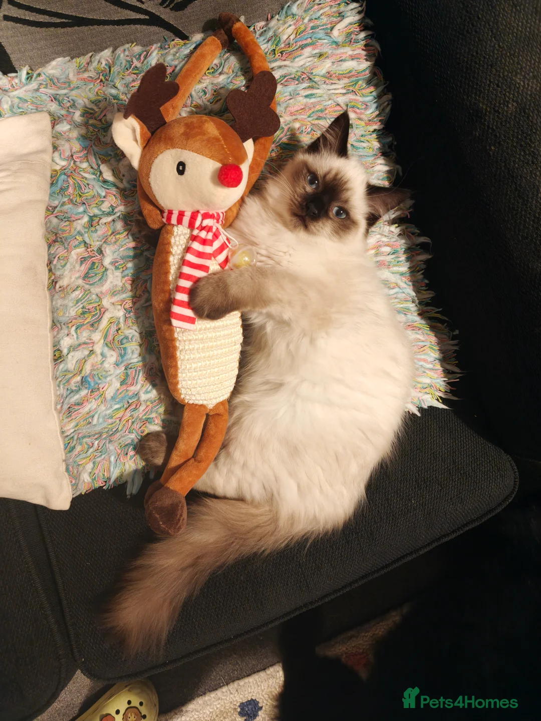 Ragdoll cats for sale: Ragdoll Girl - Advert 7