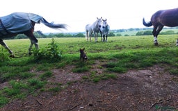 Chihuahua dogs for stud: Mr Samba  - Image 1