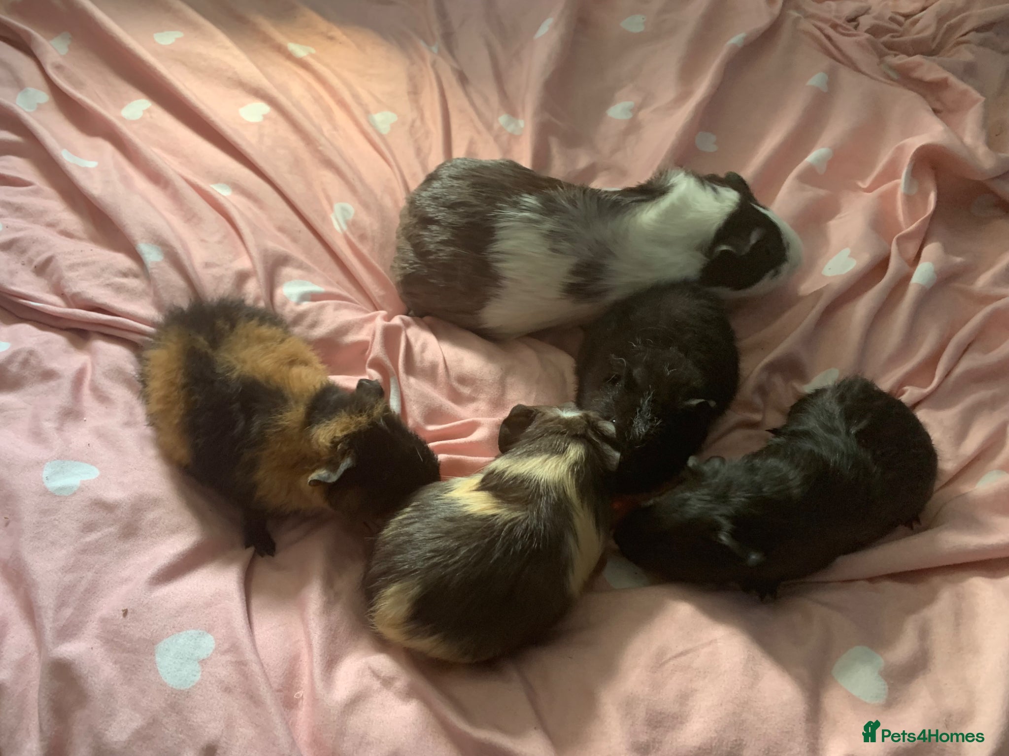 Guinea Pig rodents Guinea pigs  - Advert 2