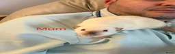 Rat rodents for sale: Super Tame Dumbo Siamese Rats Looking For ❤️ Homes - Advert 12