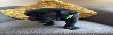 Labrador Retriever 3