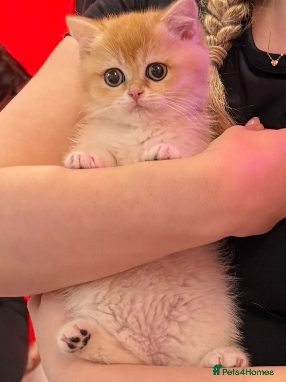 British Shorthair cats 🌟Only 2 Adorable Golden BSH kittens left 🌟 - Advert 2