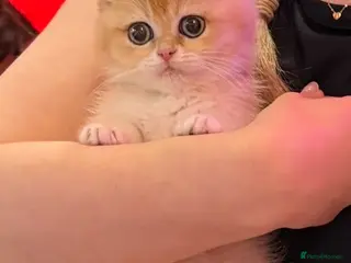 British Shorthair cats 🌟Only 2 Adorable Golden BSH kittens left 🌟 - Advert 2