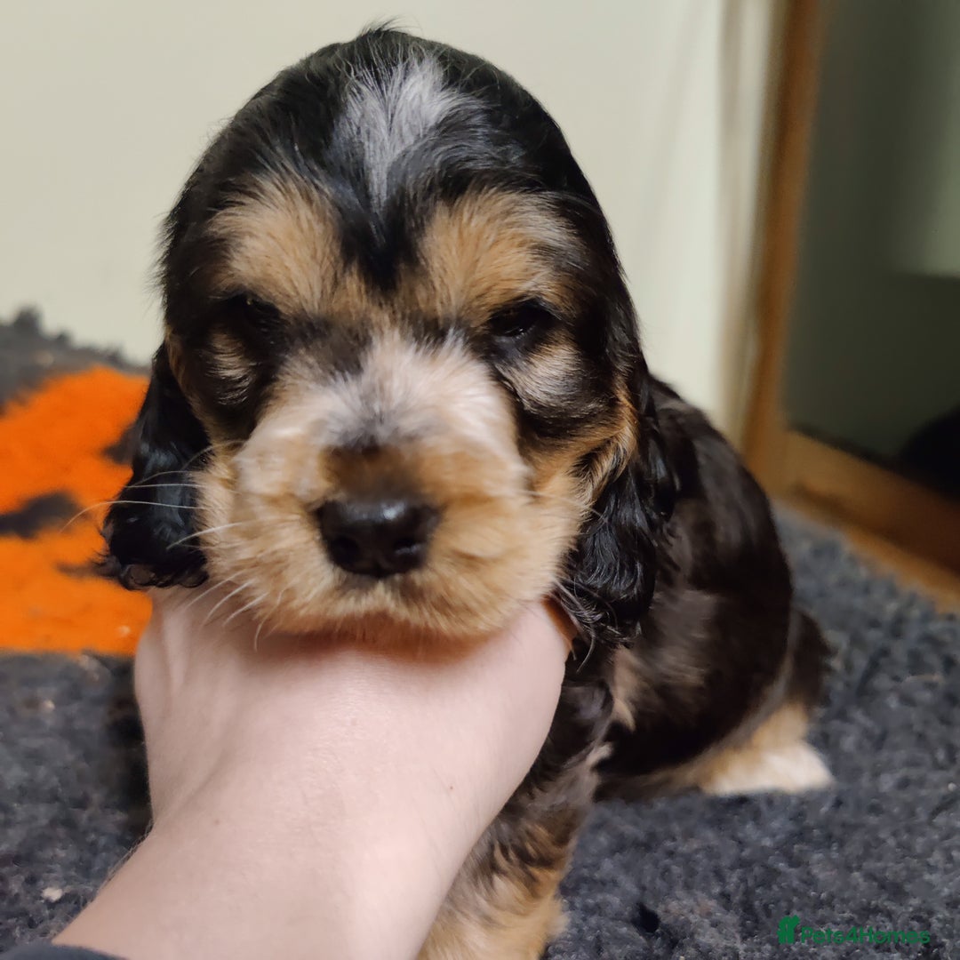 Cocker Spaniel dogs for sale: KC Registered Show Type Cocker Spaniel  - Advert 12