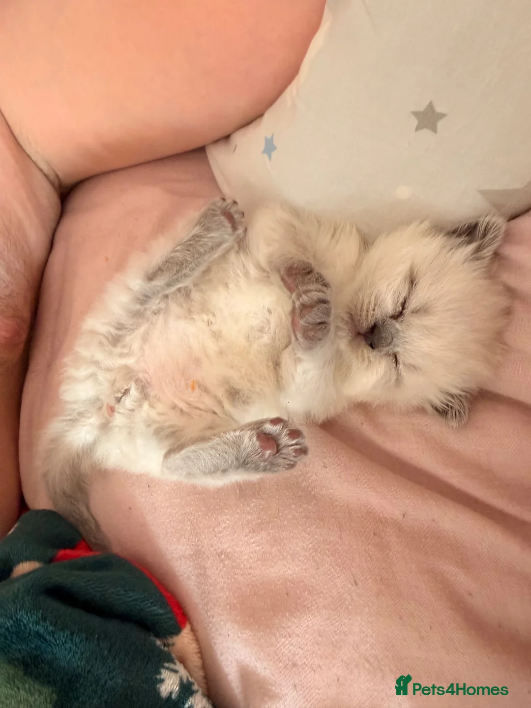 British Shorthair cats for sale: Colourpoint British shorthair kitten  in Birmingham - Advert 4