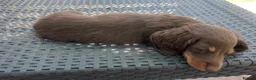 Miniature Dachshund dogs for sale: **READY NOW** Gorgeous long haired Mini Dachshund - Advert 2