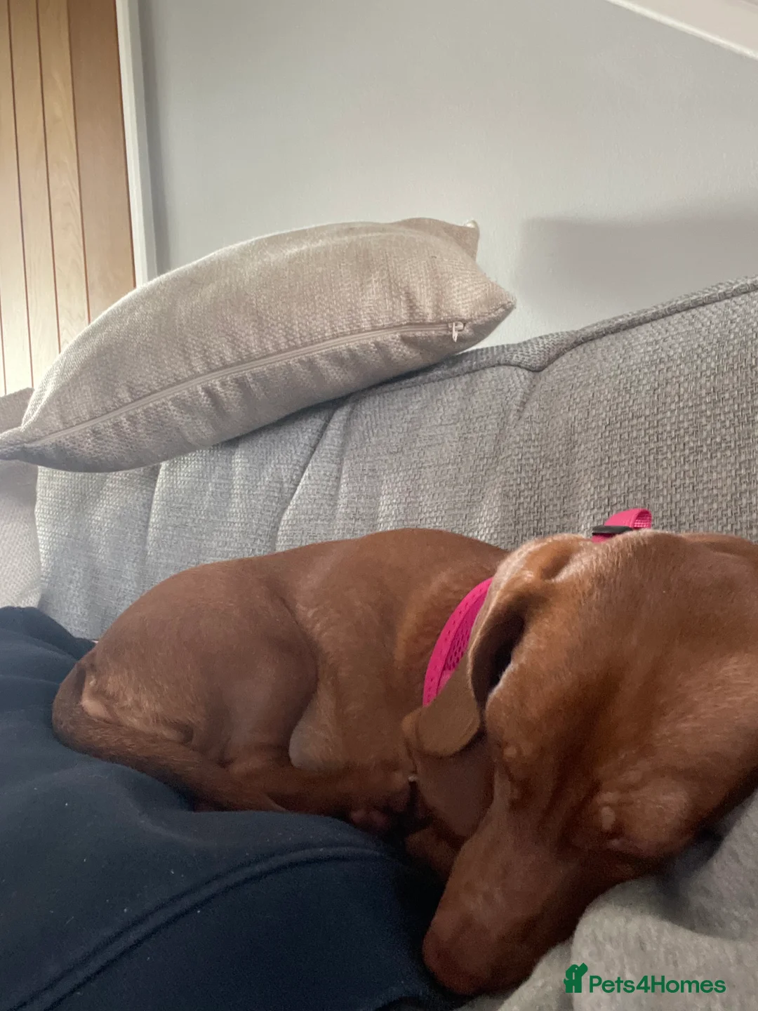 Miniature Dachshund dogs for sale: Six month old miniature Dachshund  - Advert 1