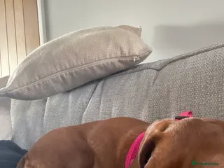 Miniature Dachshund dogs Six month old miniature dash hound - Advert 1