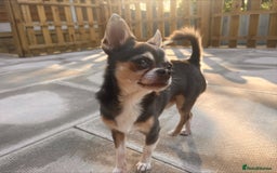 Chihuahua dogs for stud: T-Cup Chihuahua for Stud  - Image 5
