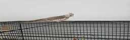 Mixed Breed birds for sale: Hand reard baby's  in Darlington - Advert 7
