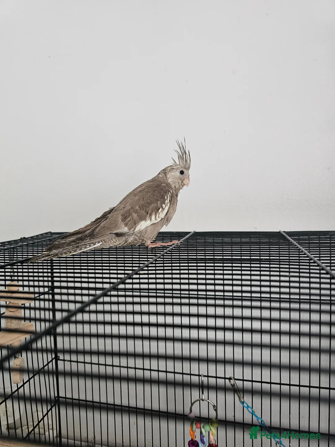 Mixed Breed birds for sale: Hand reard baby's  - Advert 5