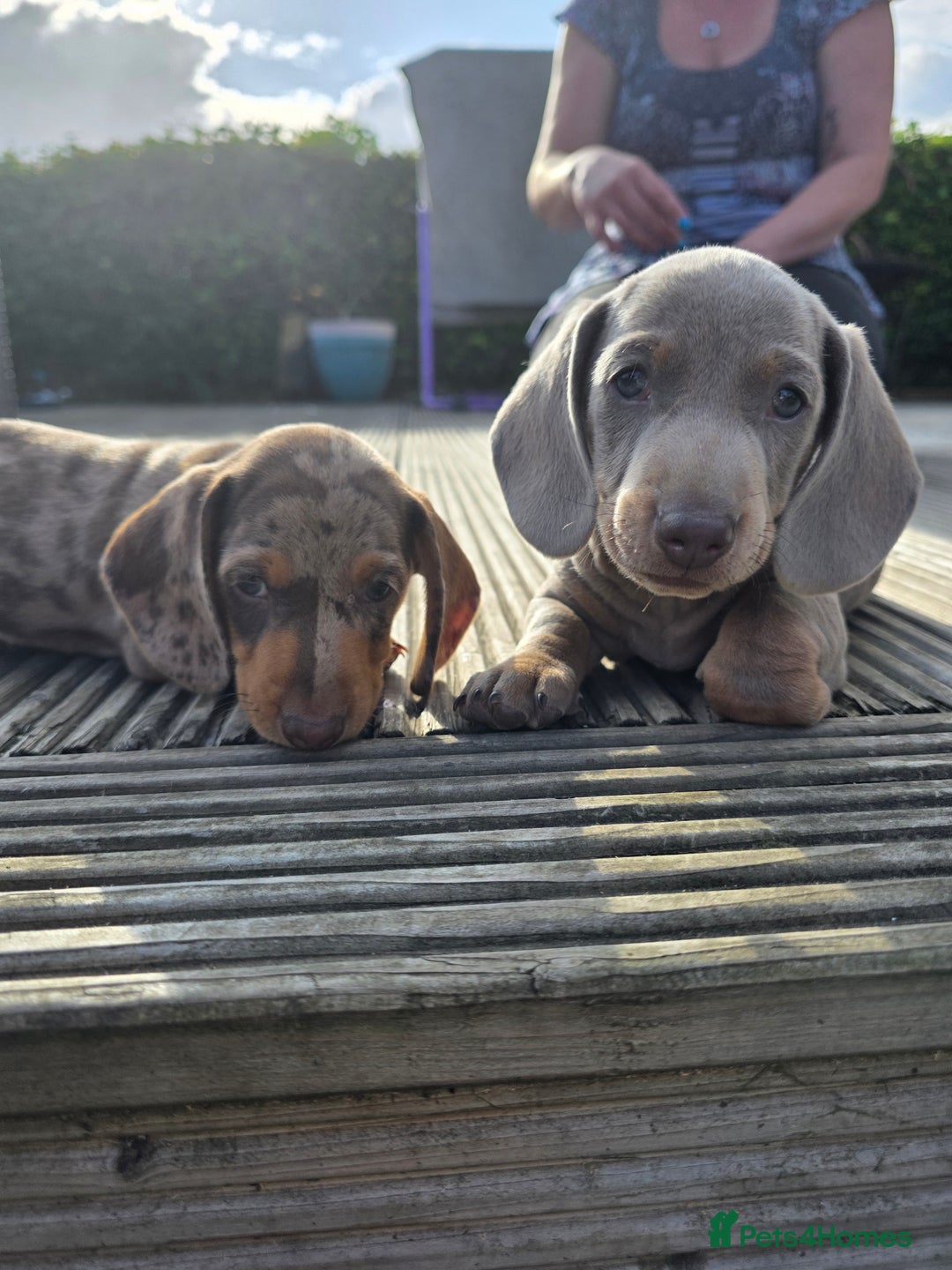 Miniature Dachshund dogs for sale: 3 left mini dachshund BOYS KC READY NOW   - Image 36