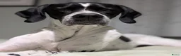 Pointer dogs for sale: 🩵🩵 English Pointer 🩵🩵 - Advert 20