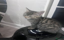 Mixed Breed cats for sale: Beautiful kittens  - Image 1
