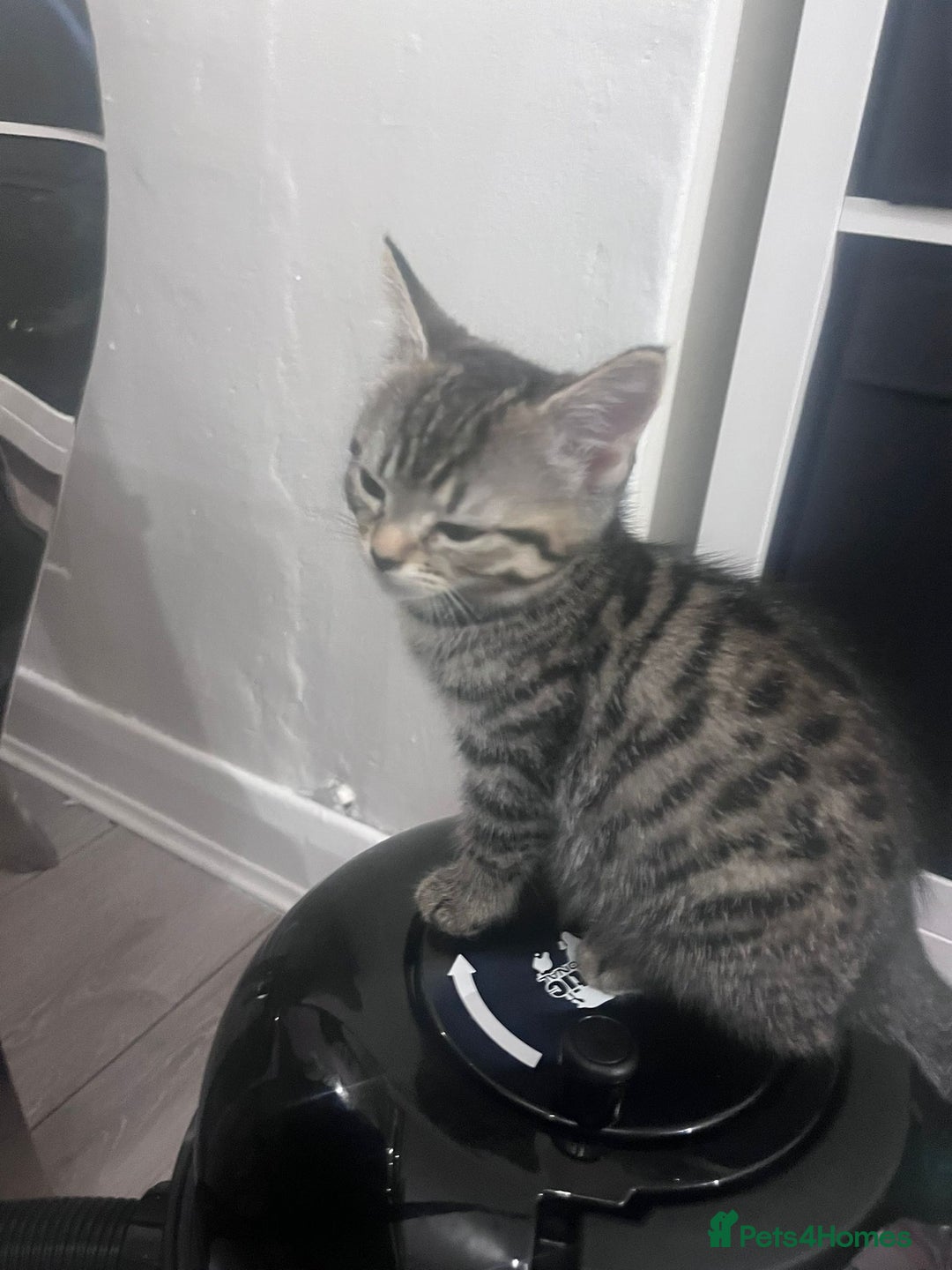 Mixed Breed cats for sale: Beautiful kittens  - Image 1