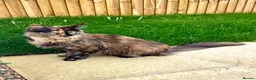 Maine Coon cats for sale: Imported polydactyl Russian Mainecoon Queen - Advert 6