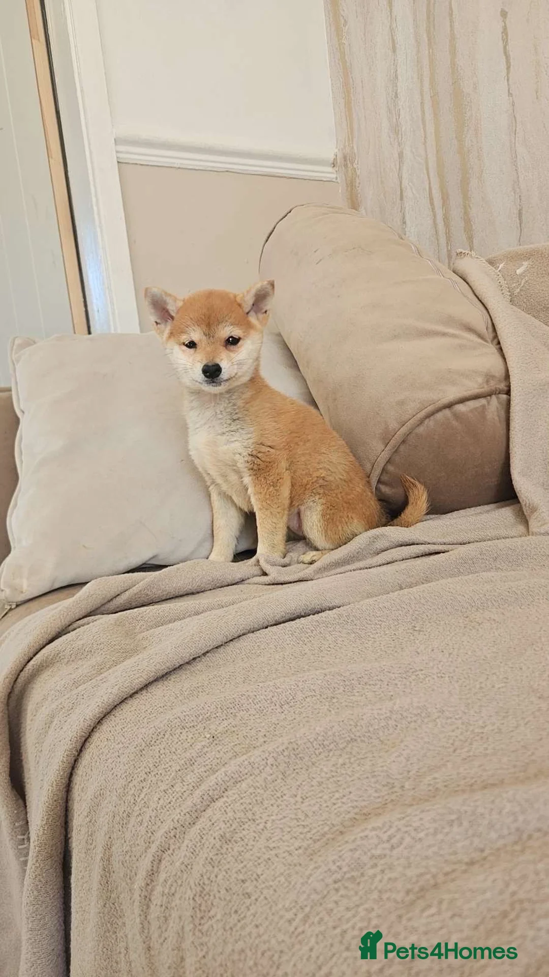 Japanese Shiba Inu dogs for sale: Japanese Shiba Inu  - Advert 1