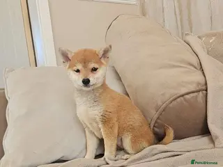 Japanese Shiba Inu dogs Japanese Shiba Inu - Advert 3