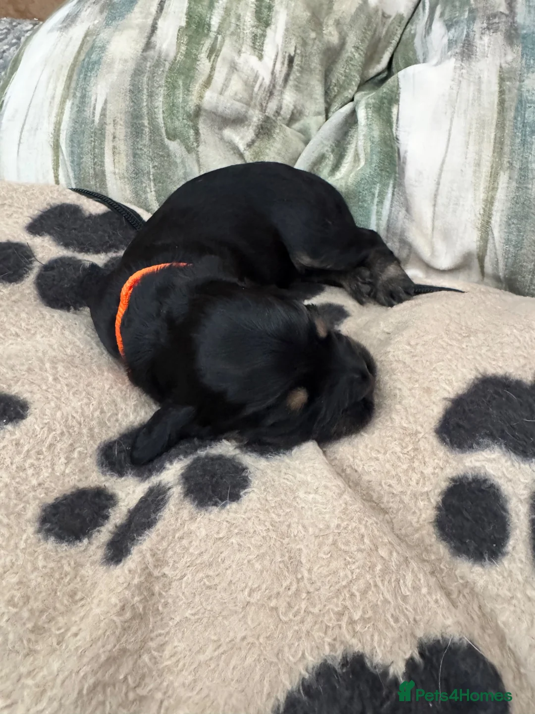 Cocker Spaniel dogs for sale: Stunning Cocker Spaniel Puppies in Peterhead - Advert 26