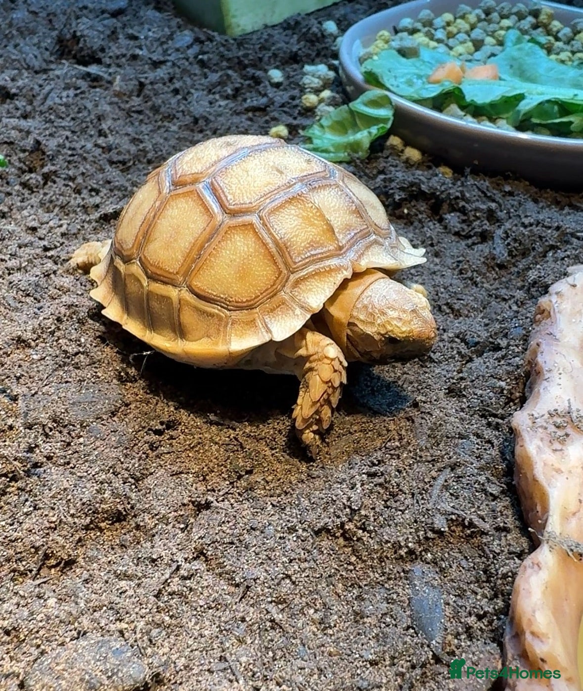 Tortoise reptiles Sulcata tortoise for sale   - Advert 18