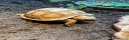 Tortoise reptiles for sale: Sulcata tortoise for sale   in Ellesmere Port - Advert 1