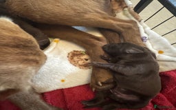 Labrador Retriever dogs for sale: Labradors Chunky chocolate x2 males  - Image 11