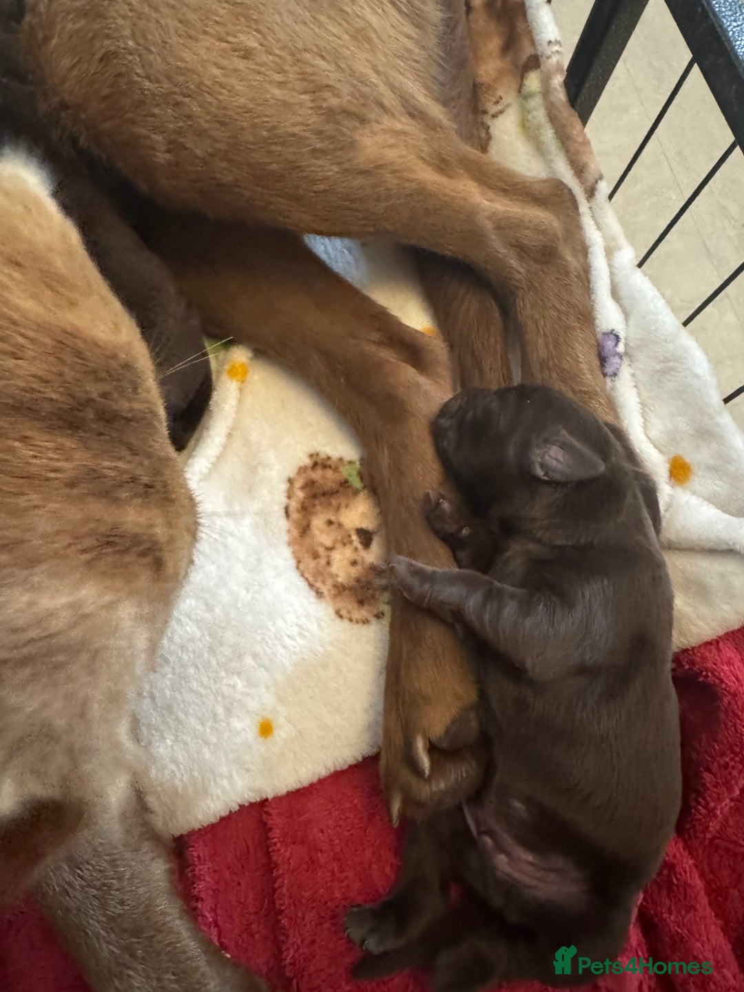 Labrador Retriever dogs for sale: Labradors Chunky chocolate x2 males  - Image 11