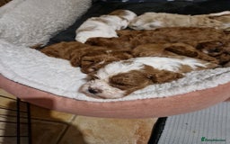 Cavapoo dogs for sale: Beautiful cavapoo puppies - Image 7
