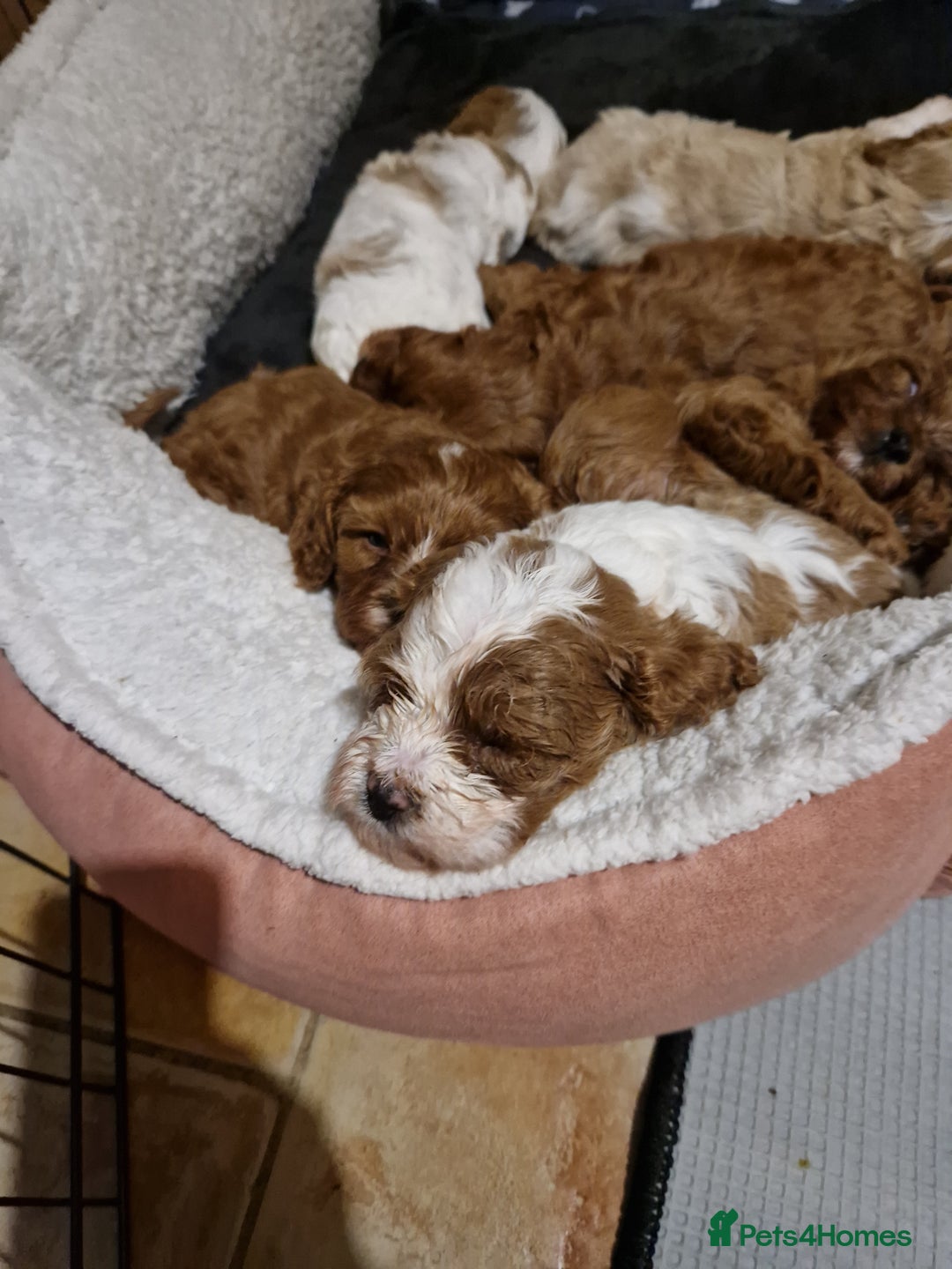 Cavapoo dogs for sale: Beautiful cavapoo puppies - Image 7