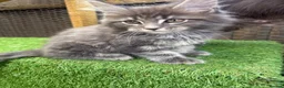 Maine Coon cats for sale: Blue smoke kittens from champion blood line - Advert 28