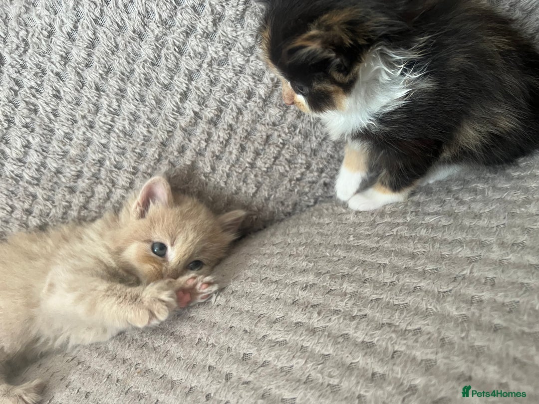 Mixed Breed cats for sale: 2 beautiful kittens male and female  - Image 8