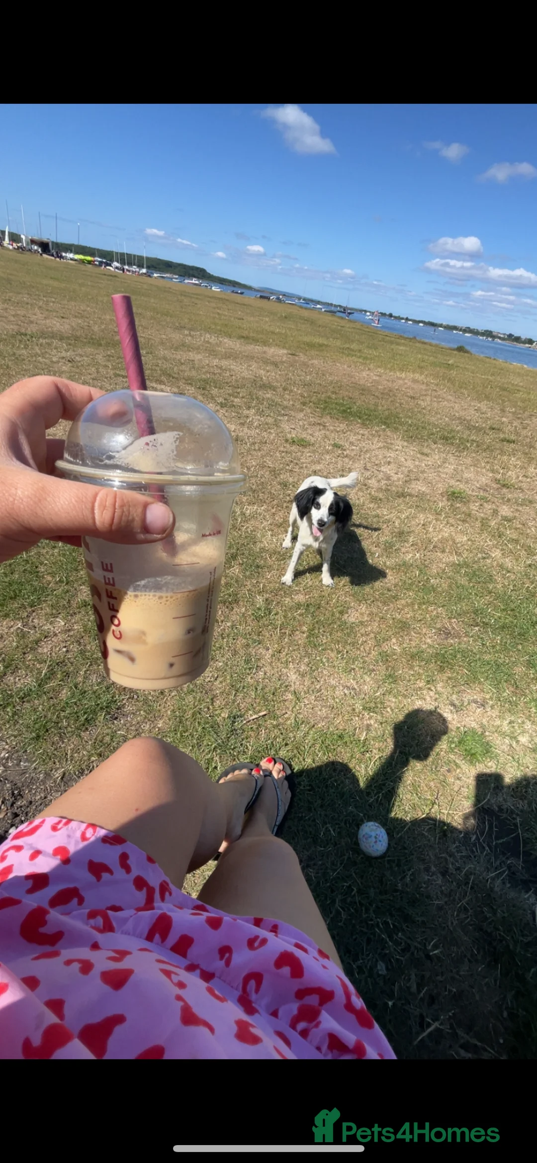 Mixed Breed dogs for sale: Absolutely beautiful family bred pups!  - Advert 8